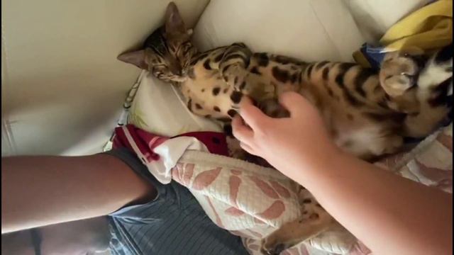 Бенгальский Кот Бакс прикольно спит 1 (Bengal Cat Bucks Funny Sleeping)
