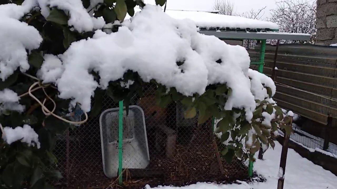 Розы. Зима ❄️в ноябре. Что происходит с розами смотреть онлайн