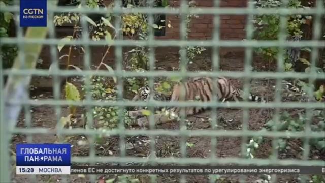Московский зоопарк приютил спасенную в Приморье амурскую тигрицу смотреть онлайн