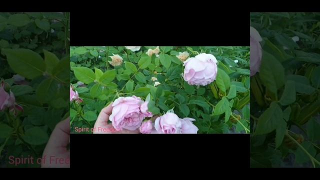 David Austin, мои розы "остинки". 3 часть смотреть онлайн