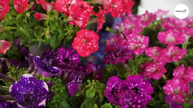SKYfamily Petunias 2022