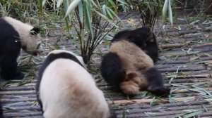 Панда - Panda (Энциклопедия животных)