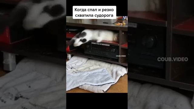 Когда спал, и резко схватила судорога) #жиза #животные смотреть онлайн
