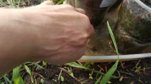 С днем победы!!! Защищаем рассаду от заморозков!