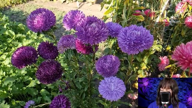 Эльвира без сил брела домой. Но увидев свадебный кортеж мужа, застыла на месте от шока... смотреть онлайн