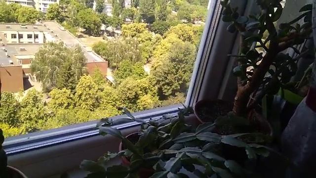 #847. Цветочные новости, жду цветение бильбергии и в конце ролика о поливе смотреть онлайн