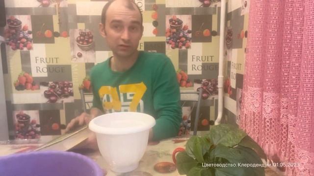 Цветоводство.Посадка комнатного цветка Клеродендум. Балахна.01.05.2023 От Дежурного. смотреть онлайн