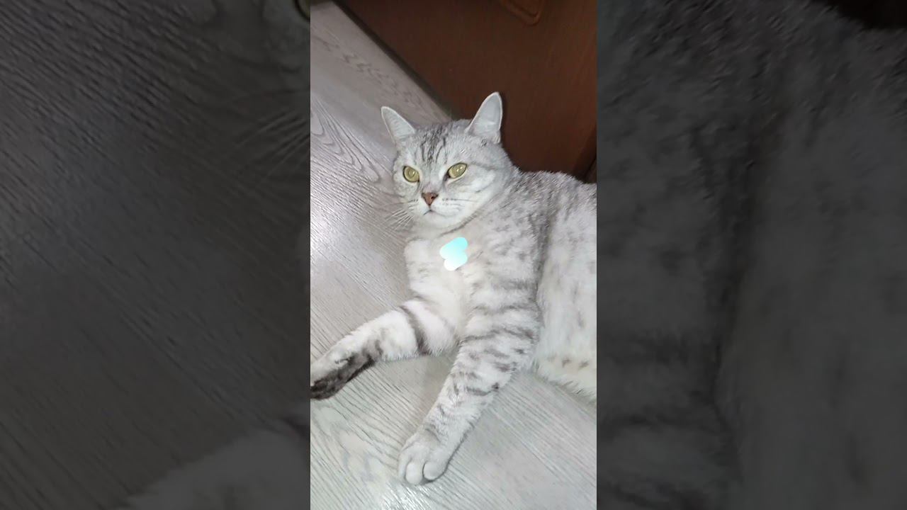 Купи пожалуйста мне что-то покушать! #shorts #рекомендации #коттитар смотреть онлайн