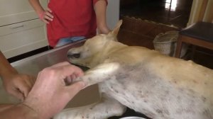 Remove mangoworms from dog - Remove mango worms from dog skin Удалите манговых червей с кожи собаки