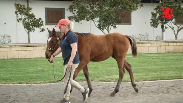 Lot 18 | Starcraft x Sean Baile Mor Colt смотреть онлайн