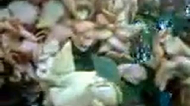 Season Flowers In Indian Garden