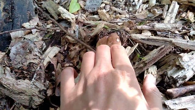 В лісі дуже багато грибів! Повні Відра грибів за 1 Годину! В Карпати за Білими Грибами. Гриби 2023 смотреть онлайн