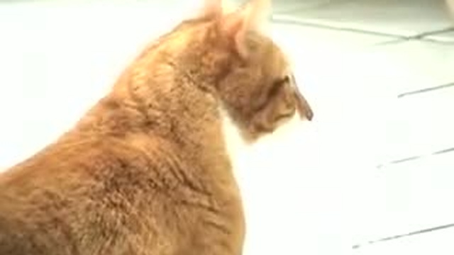 приколюха смотреть онлайн