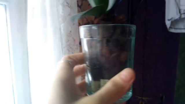 Мои орхочки цветут!!!! смотреть онлайн