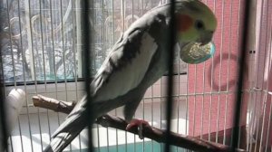 Карелла поет и говорит.avi