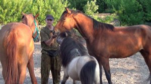 Обучение лошади совместной работе.Training a horse to work together