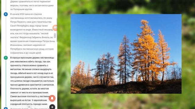 Почему лиственница сбрасывает листья? Чем лиственница лучше сосны? смотреть онлайн