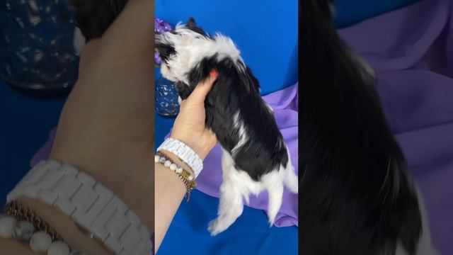 Мальчик бивер Костбар Шатц Ярмак 1,5 месяца #бивер #биверщенки #йорк #puppy #щенок #купитьбивера