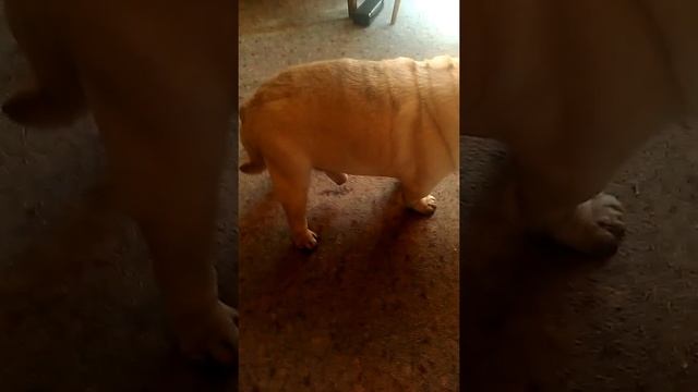 Собака написала на ковёр смотреть онлайн