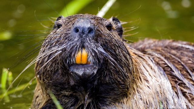 Звук бобра / крик бобра/ какие звуки издают бобры