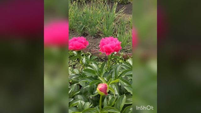 InShot_20220625_154145963.mp4