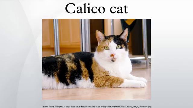 Calico cat смотреть онлайн