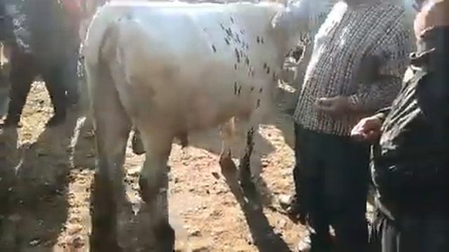 молбозор пайшанбе