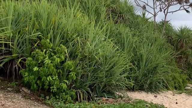 Бали. Футбольное поле на пляже Ньянг-Ньянг) смотреть онлайн