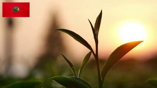 Red DLS Tea IMMUNITY 
dlsitea.com