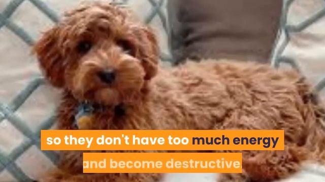 Australian Labradoodle: Important Facts You Need To Know Before Getting One смотреть онлайн