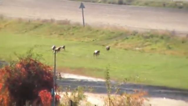 12.10.2014 забег 4, фараонова собака, киевский ипподром