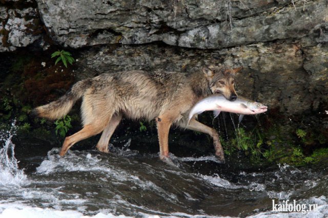 Самые смешные моменты года на рыбалке, подборка! Приколы на рыбалке 2022 смотреть онлайн