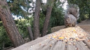 CAT TV | Real Birds and Squirrels for Cats and Dogs to Watch | IDYLLWILD Vol 3 | 3 Hours | Cat Game