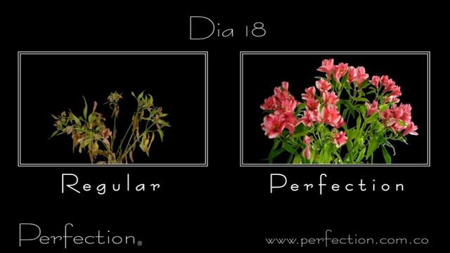 Alstroemeria Perfection