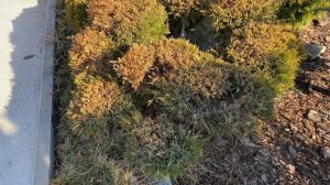 Хвойные в саду