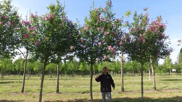 Syringa josikaea - Van den Berk Boomkwekerij смотреть онлайн