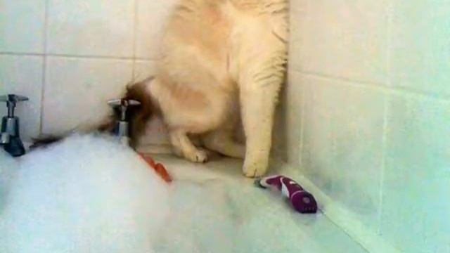 Смешные картинки смотреть онлайн