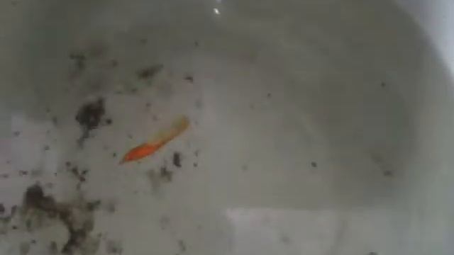 Васильевы серия 7 Дед принес живую Рыбу смотреть онлайн
