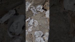 АБХАЗИЯ - ВЫ ВИДЕЛИ ТАКОЕ?!! #абхазия #всеосочи