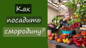 Как посадить смородину?