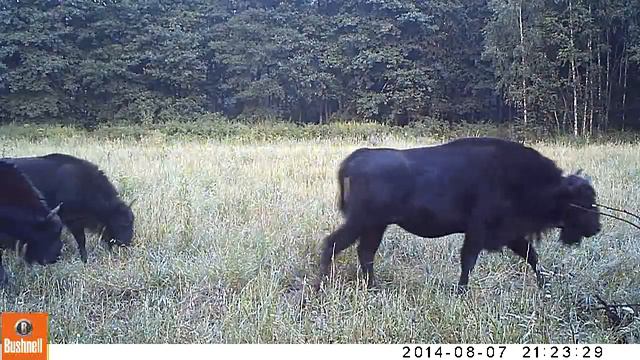 Проход стада смотреть онлайн