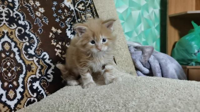 Petal_20240419_122458.mp4