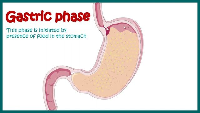 Phases of gastric secretion | Three phases (cephalic, gastric, and intestinal) of gastric secretion смотреть онлайн