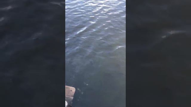 Луна Шарлыкский район смотреть онлайн