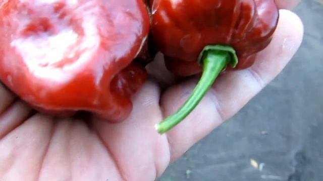 Purple Habanero - Фиолетовый Хабанеро