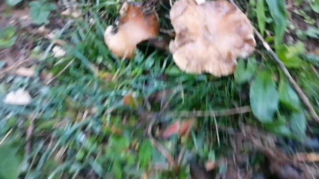 Yeni sezon Diken mantarı, Kulacık Avımız. (Pleurotus eryngii) Kulak mantarı. смотреть онлайн
