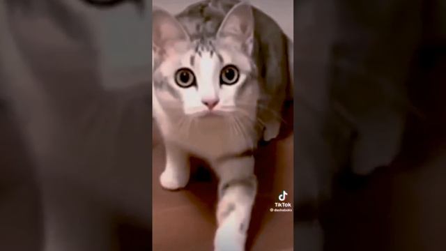 #шортс #рекомендации #рек #memes #кот #молоко смотреть онлайн