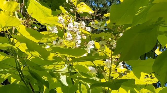 Catalpa Bignonioides 'Aurea' Katalpa Trubačovitá