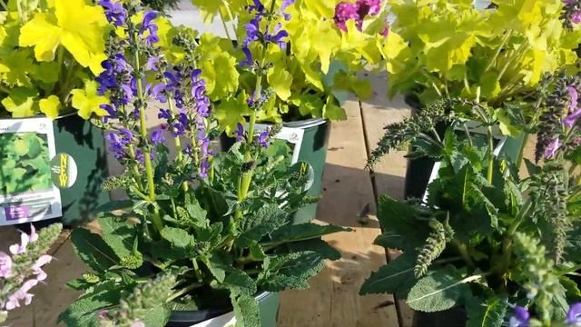 Salvia 'Pink Dawn', 'Moulin Rouge', 'Midnight Model', and 'Azure Snow' (Ornamental Sage) смотреть онлайн