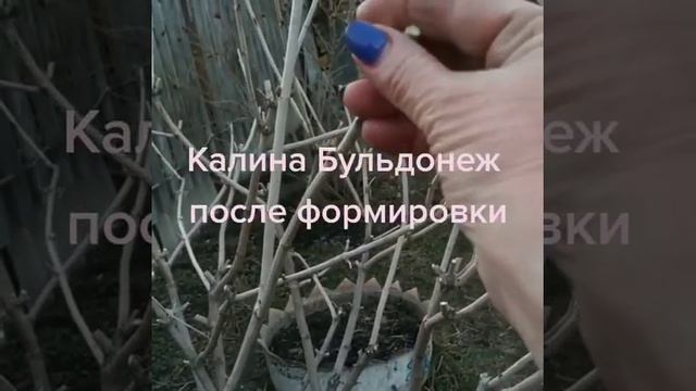 Как правильно формировать Калину . смотреть онлайн